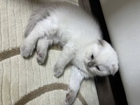 british shorthair ve scottish fold blue point 2 aylık