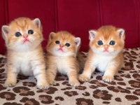 SAFKAN BRİTİSH SHORTHAİR GOLDEN BEBEKLER