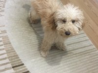 Yakışıklı toy poodle oğlumuz Kuki sıcak bir yuva arıyor