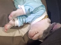 Ankara pursaklar french bulldog