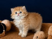 Show kalite British Longhair golden