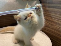 İran persian egzotik