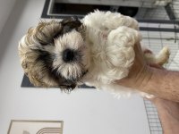 Yavru Shih tzu larım 