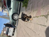 50 günlük yeni yavrum yuvasını arıyor pinscher