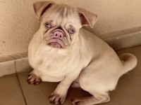 Egzotik pink pug mops
