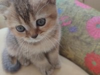 Golden tabby 2 aylık yavru kedimiz