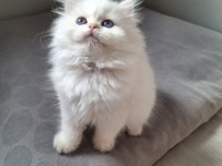 British longhair by12 dişi