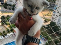British Blue Point Mavi Göz Ve Scottish Fold Düşük Kulak