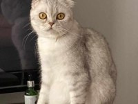 Çok acil sahiplendirmem lazım scottish fold
