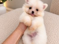 Pomeranian Boo 