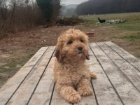 Poodle Görünümlü Maltipoo Yavrumuz