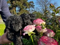 Toy poodle yavrular
