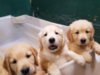 BEBEK SURAT ORJİNAL GOLDEN YAVRULAR