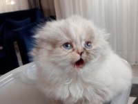 Scottish fold longhair