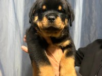 Dünya şampiyonu torunları rottweiler yavrular