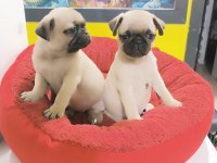A kalite pug mobs yavrular