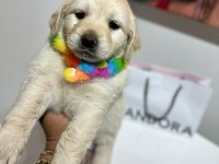 A Kalite Golden Retriever yavrular