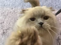 Blue point british longhair cinsi