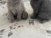 Scottish fold