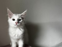 Muhteşem Görünümlü Beyaz Maine Coon