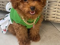 Birbirinden tatlı Kore poodle köpekler sizleri bekliyor