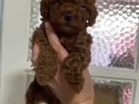 Annesinin yanında büyüyen poodle bebeğim