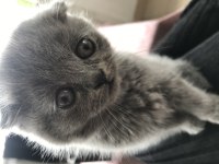 Erkek scottish fold anne scottish baba british