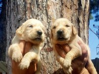 Golden bebekler retriever