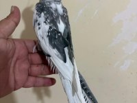 TEK KELİMEYLE KUSURSUZ FULL EVCİL WF ERKEK SULTAN