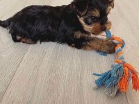 Minnoş yavru köpekler