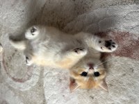 Ny12 Golden Aylık British Shorthair Bebeklerimiz