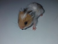 Suriye Hamster