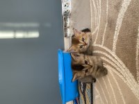 Kedilerimize yeni yuva arıyoruz