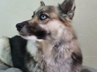 Köpeğimiz maya kızımızı mecburen sahiplendiriyoruz
