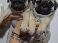 Pug Mops Bebekler