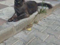 18 aylık safkan çipli erkek maine coon