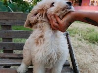 Orjinal maltipoo yavruları