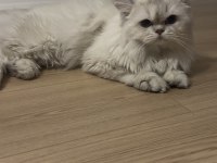 OYUNCU SEVİMLİ BRİTİSH YAVRUMUZ ÇAKIR
