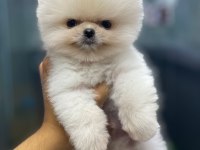 A KALİTE FCİ BELGELİ A KALİTE TEACUP POMERANİAN YAVRULAR