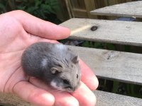 Campbells Dwarf Hamster Yavrularım Yeni Evini Arıyor