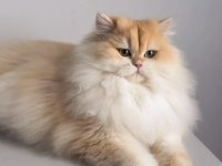 British longhair 1,5 yaşında Ny12 dişi