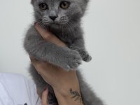 Yavru british shorthair