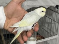 Renk güzelleri ele alışık rainbow muhabbet kuşu bebekler