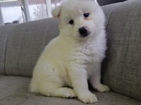 Samoyed yavrularımız
