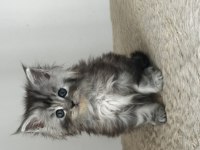 Tablo gibi güzel bir kız saf kan maine coon