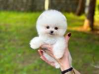 Teddy Bear / Teacup Pomeranian Bebekler