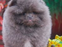Şampiyon Kan Hattı Pomeranian Şecereli