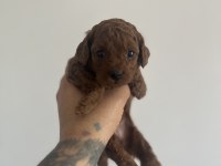 50 Günlük Dark Poodle Yavrular