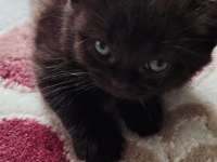 Uygun fiyatla british shorthair