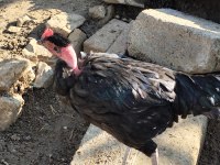 6 aylık horozlar